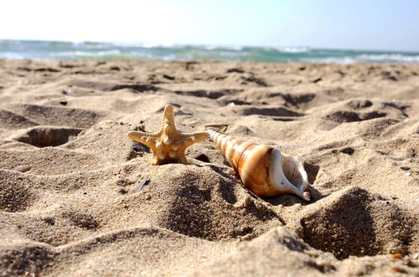 Conchas do mar com areia como fundo — Fotografia de Stock