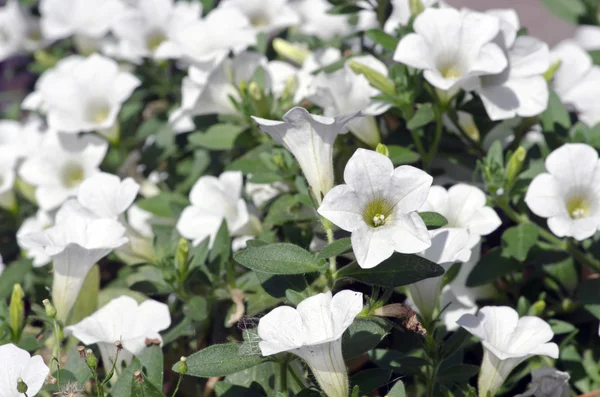 Fiori primi piani di petunie bianche — Foto Stock