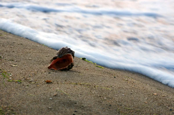 Conchas do mar com areia como fundo — Fotografia de Stock