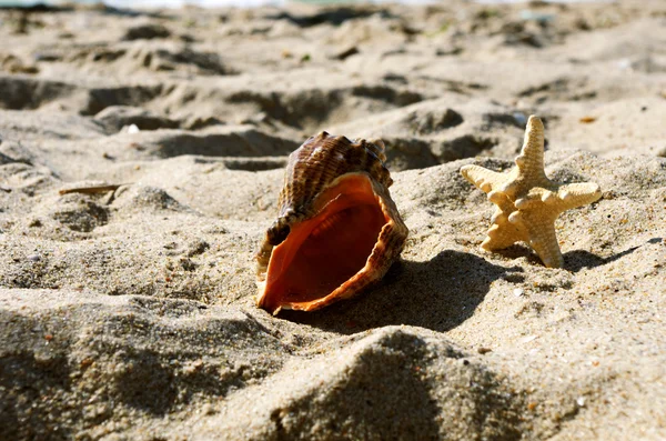 Muscheln mit Sand als Hintergrund — Stockfoto