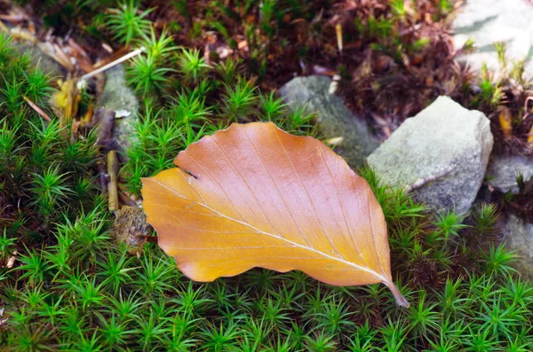 Herfst landschap - bosvegetatie op de stomp begroeid met — Stockfoto