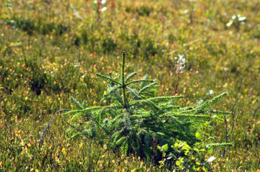 Milli Parkı en güzel dağ sonbahar Ukrayna