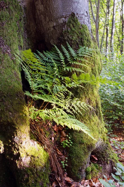 Fern ve derin sonbaharda ağaçlar. — Stok fotoğraf