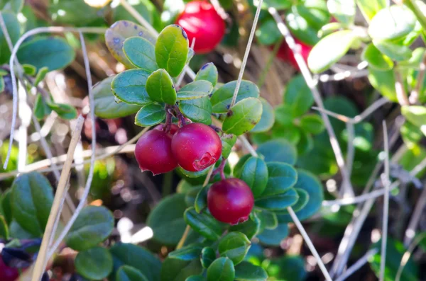 Lingon. Buskar för mogna skogsbär. Selektiv inriktning — Stockfoto