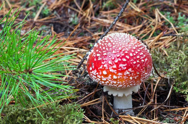 Schöne Pilz-Amanita mit rotem Hut und weiß geflecktem Gras — Stockfoto