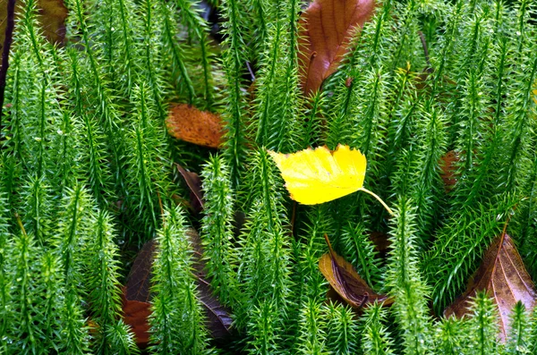 Άκαμπτο clubmoss (Lycopodium annotinum) το καλοκαίρι — Φωτογραφία Αρχείου