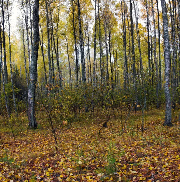 Collectie van prachtige kleurrijke Autumn Leaves / groen, geel, — Stockfoto