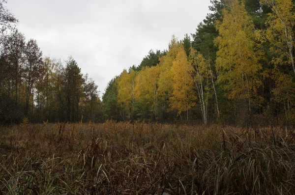 Hösten skogen med cloudly himmel — Stockfoto