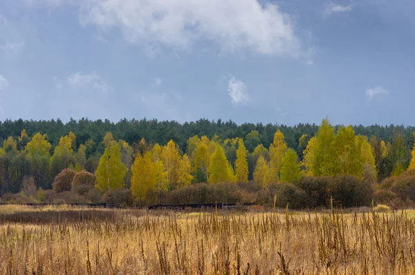 Jesień las z zachmurzenie nieba — Zdjęcie stockowe