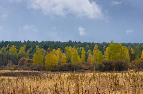 Foresta autunnale con cielo nuvoloso — Foto Stock