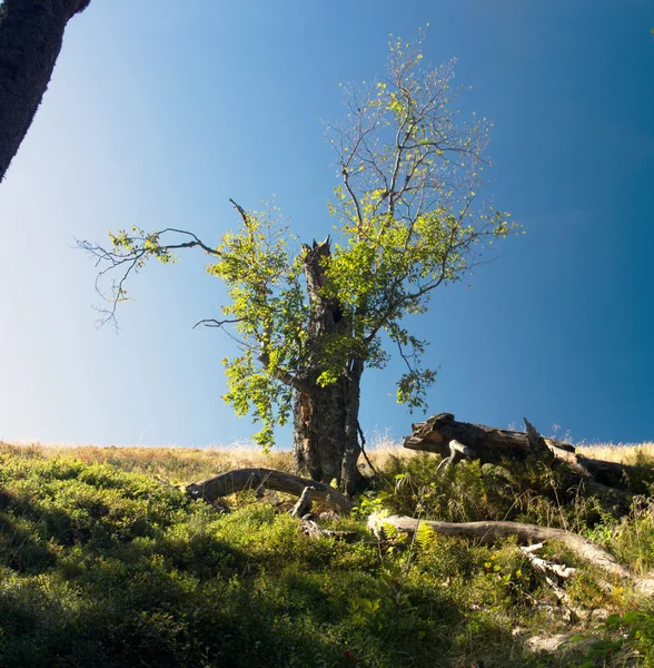 雄伟的单独山毛榉树上明媚的光芒在莫山边坡 — 图库照片