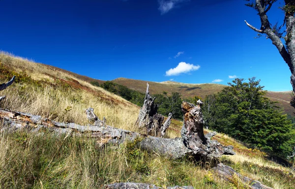 Majestuoso haya sola en una pendiente de la colina con vigas soleadas en mo — Foto de Stock