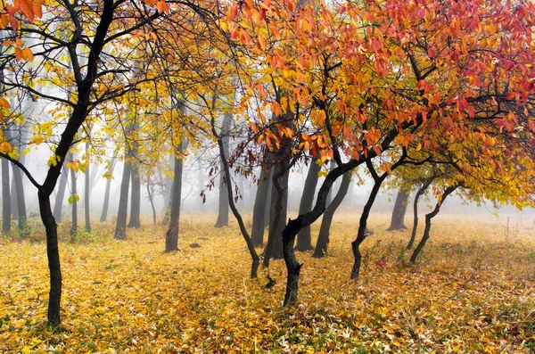 Foggy manhã de outono no parque da cidade — Fotografia de Stock