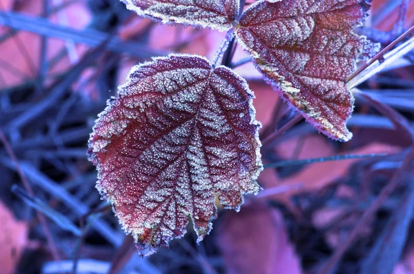 Gefrorene Herbstblätter - abstrakter natürlicher Hintergrund — Stockfoto