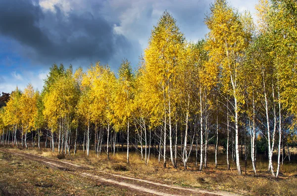 Vägen genom höstskogen — Stockfoto