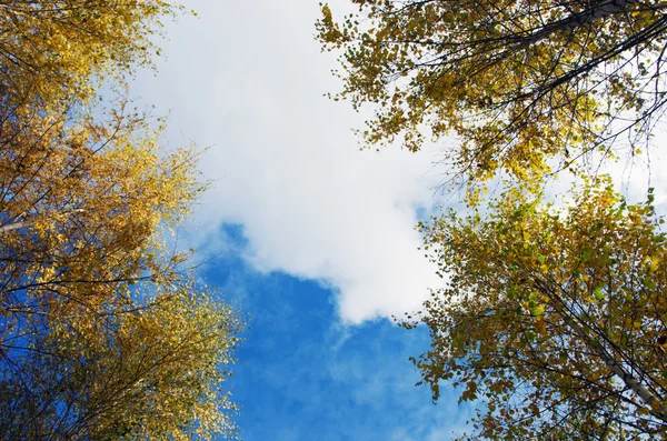 Φθινοπωρινά δέντρα σε ένα δάσος και σαφή μπλε ουρανό με ήλιο — Φωτογραφία Αρχείου