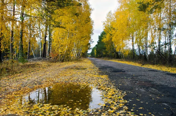 Vägen genom höstskogen — Stockfoto