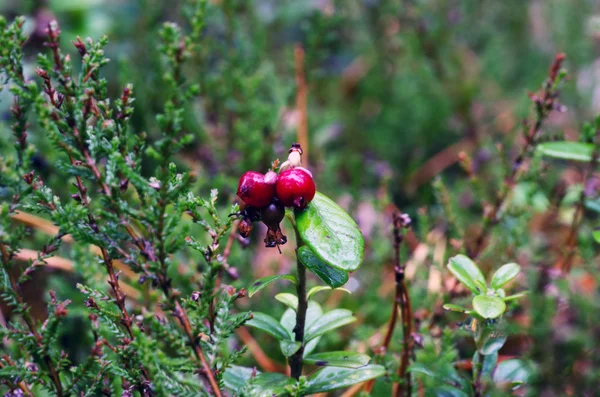 Cowberry입니다. 나무의 익은 열매 숲. 선택적 초점 — 스톡 사진