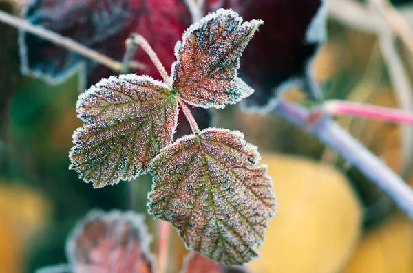 Rotes Himbeerblatt mit Frost bedeckt — Stockfoto