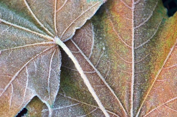 Ovan bild av höstens gula blad på marken — Stockfoto