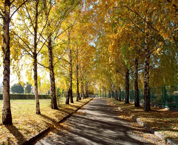 Herbstbirkenwald. Oktober — Stockfoto