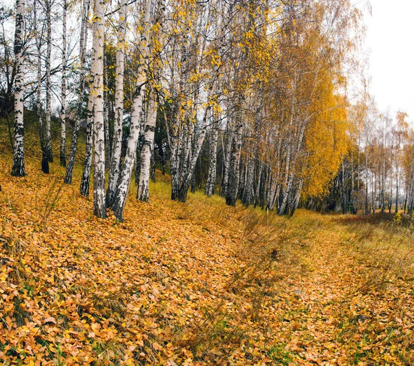 Collectie van prachtige kleurrijke Autumn Leaves / groen, geel, — Stockfoto