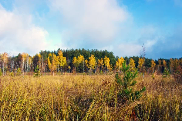 Collezione di bellissime foglie autunnali colorate / verde, giallo , — Foto Stock