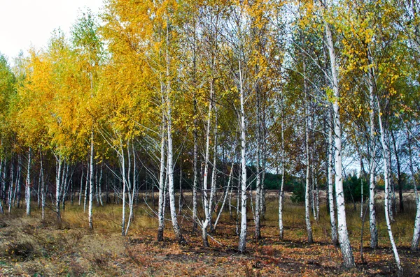 Collectie van prachtige kleurrijke Autumn Leaves / groen, geel, — Stockfoto