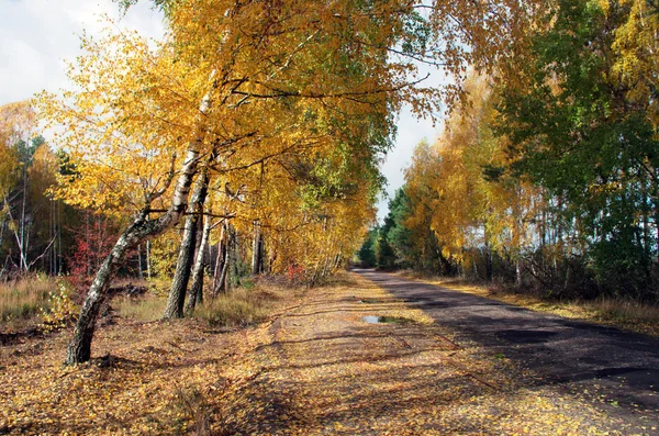 Путь через осенний лес — стоковое фото