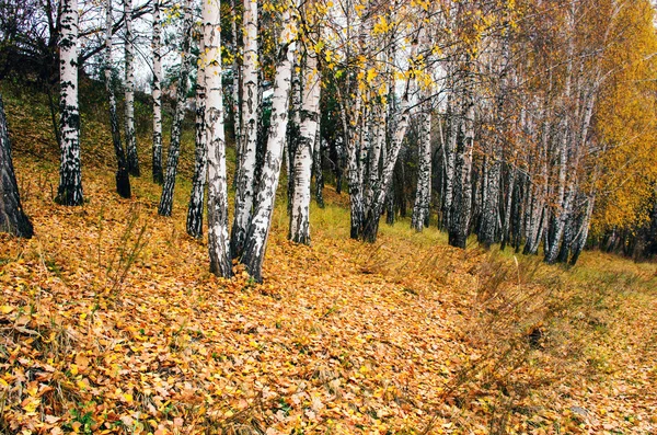 Dimmigt landskap med kala träden och Röda löv. — Stockfoto