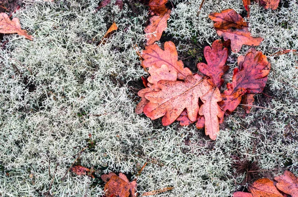 Boven uitzicht van herfst gele bladeren op het land — Stockfoto