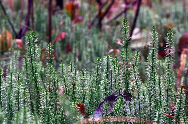Yaz aylarında sert clubmoss (Lycopodium annotinum) — Stok fotoğraf
