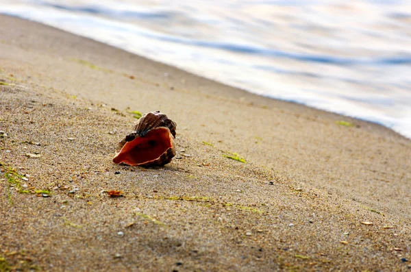 Conchas do mar com areia como fundo — Fotografia de Stock