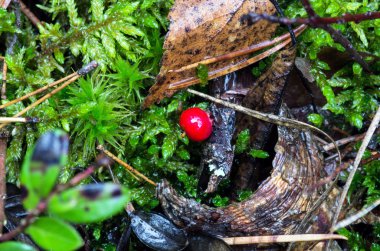 Yabanmersini. Olgun orman meyveleri çalılar. Seçici odak