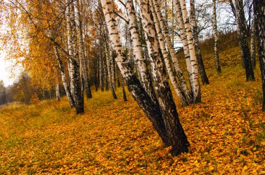 Sisli sonbahar sabahı Şehir Parkı