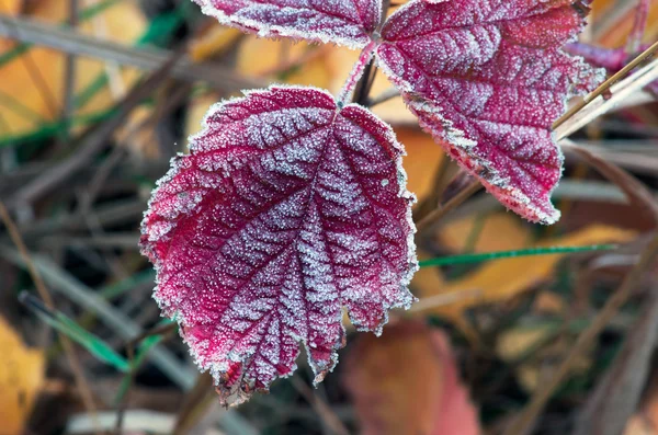 Gefrorene Herbstblätter - abstrakter natürlicher Hintergrund — Stockfoto