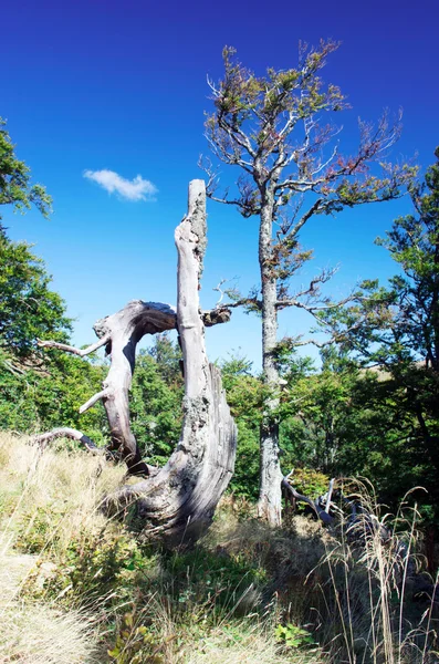 晚上山高原风景 (喀尔巴阡、 乌克兰) — 图库照片