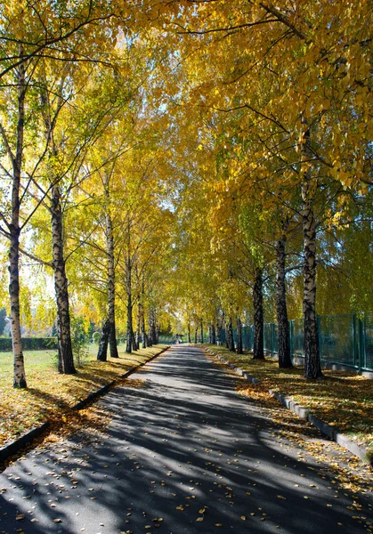 Alley in Kiev botanische tuin in de herfst. Oekraïne — Stockfoto