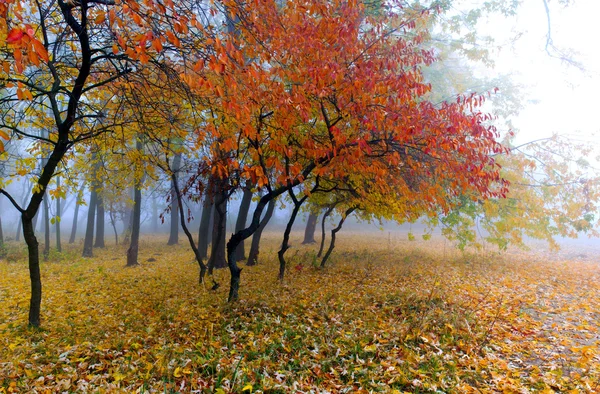 Güzel renkli sonbahar yaprakları topluluğu / yeşil, sarı, — Stok fotoğraf