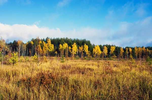 Collectie van prachtige kleurrijke Autumn Leaves / groen, geel, — Stockfoto