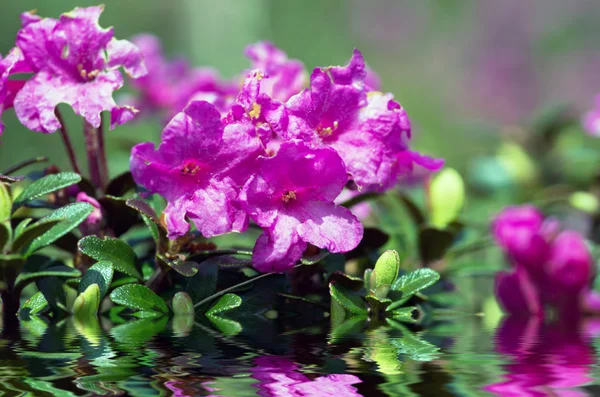 Närbild foto av en vacker rosa rosa rhododendron — Stockfoto