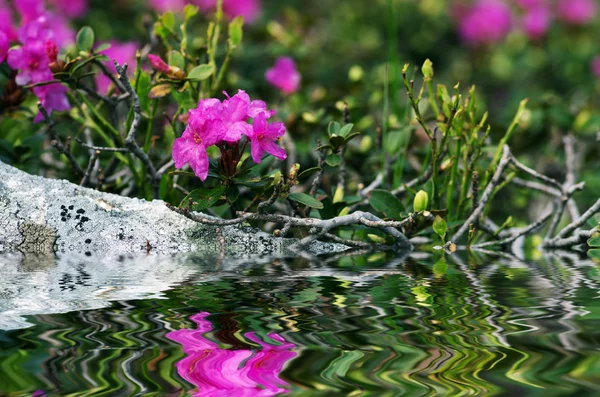 Rhododendron in the Carpathians mount. Close up. — Stock Photo, Image