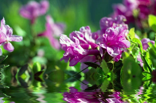 Rhododendron in the Carpathians mount. Close up. — Stock Photo, Image