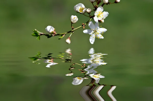 Flor de cerejeira closeup sobre fundo natural — Fotografia de Stock