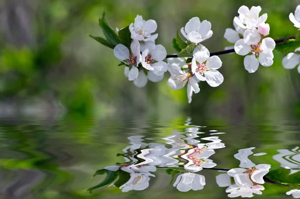 Primavera florescendo flores ramo — Fotografia de Stock