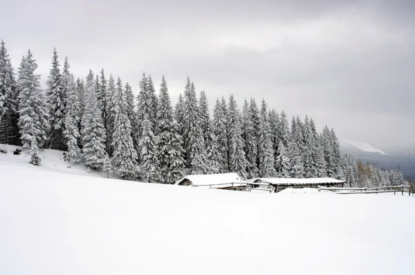 Invierno tranquilo paisaje de montaña con rima y abeto cubierto de nieve — Foto de Stock