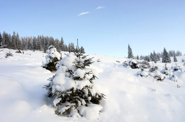 Inverno paisagem serena montanha com rima e neve coberta de abeto — Fotografia de Stock