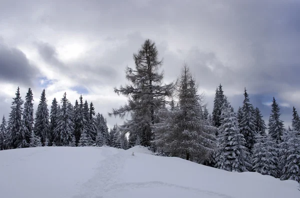 Floresta de inverno congelada no nevoeiro. Cárpatos, Ucrânia — Fotografia de Stock