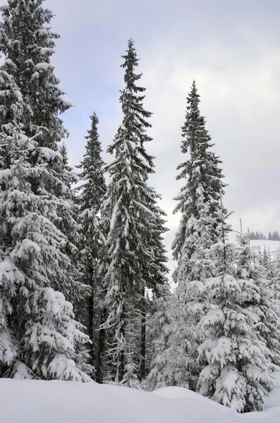 Floresta de inverno congelada no nevoeiro. Cárpatos, Ucrânia — Fotografia de Stock