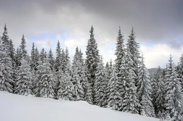 Bosque de invierno congelado en la niebla. Cárpatos, Ucrania — Foto de Stock